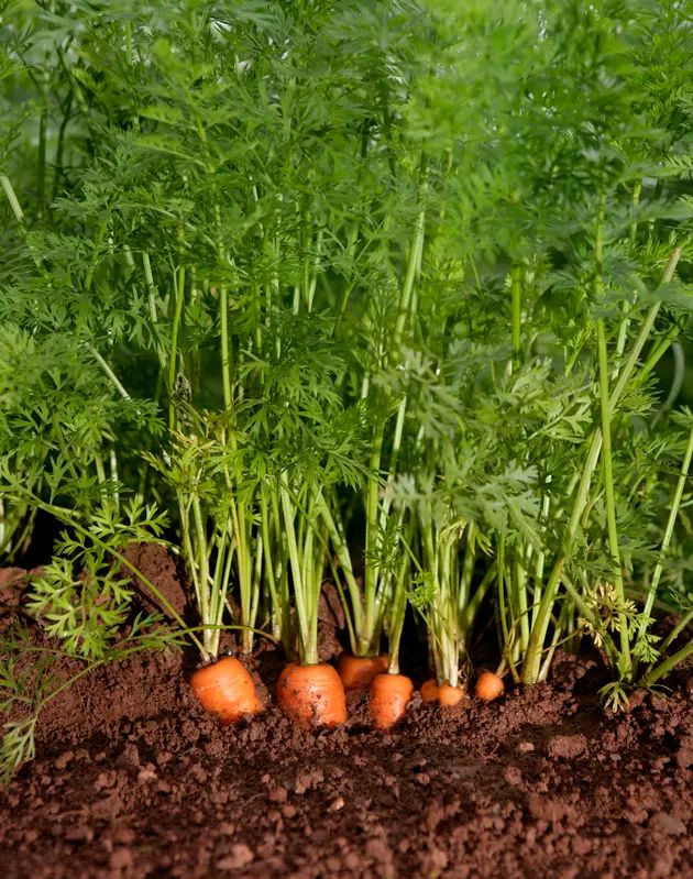 some carrots are growing in the dirt