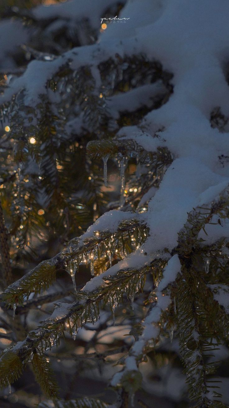 a bird perched on top of a tree covered in snow and lightening from the sun