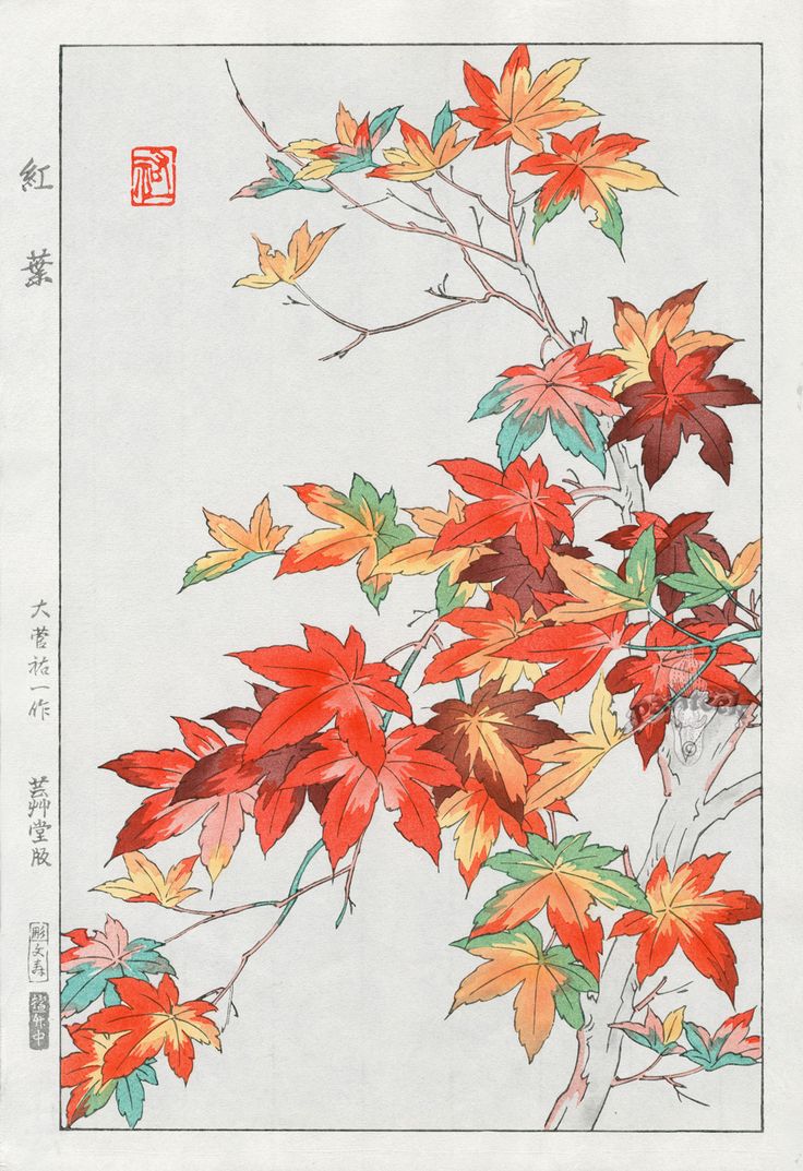 Fleurs Art Nouveau, Shin Hanga, Asian Artwork, Japanese Artwork, Asian Painting, Japon Illustration, Japanese Woodblock, 수채화 그림, Japanese Maple