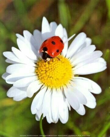 a ladybug sitting on top of a white flower