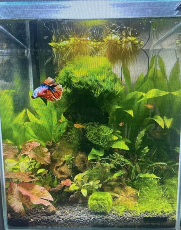 an aquarium filled with lots of green plants