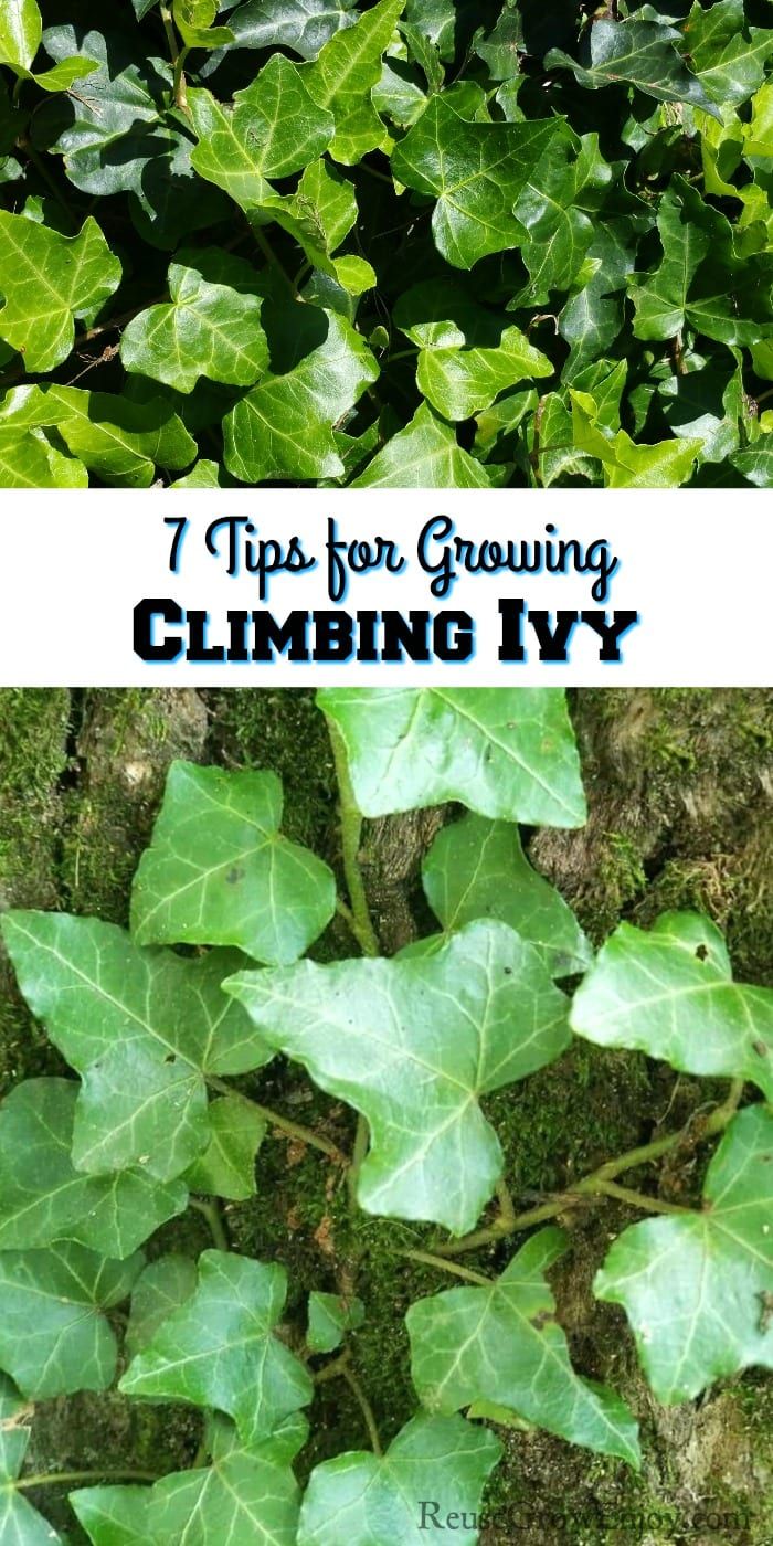 green leaves growing on the ground with text overlay that reads 7 tips for growing climbing ivy