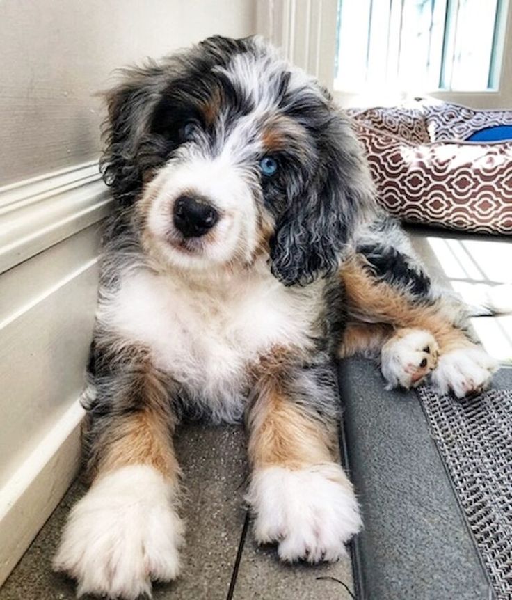 a dog is sitting on the floor next to a wall and looking at the camera