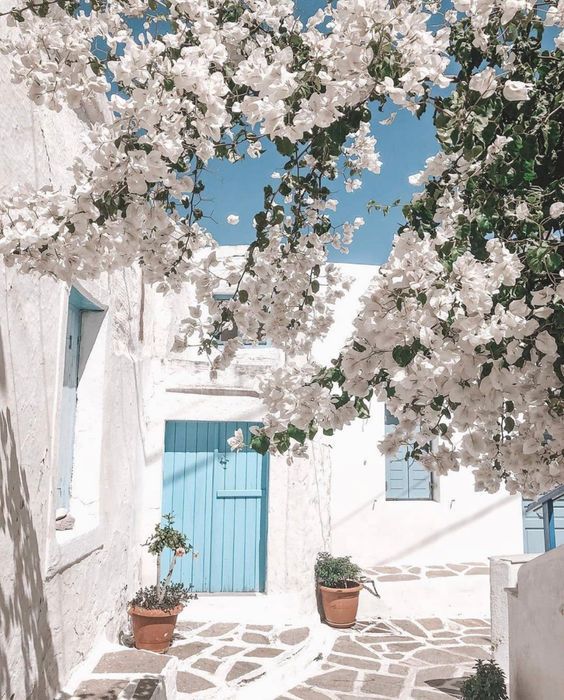 an alleyway with potted plants and white flowers on the outside, along with blue doors