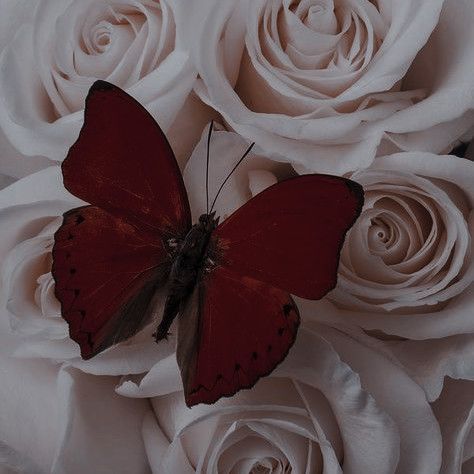 a red butterfly sitting on top of white roses