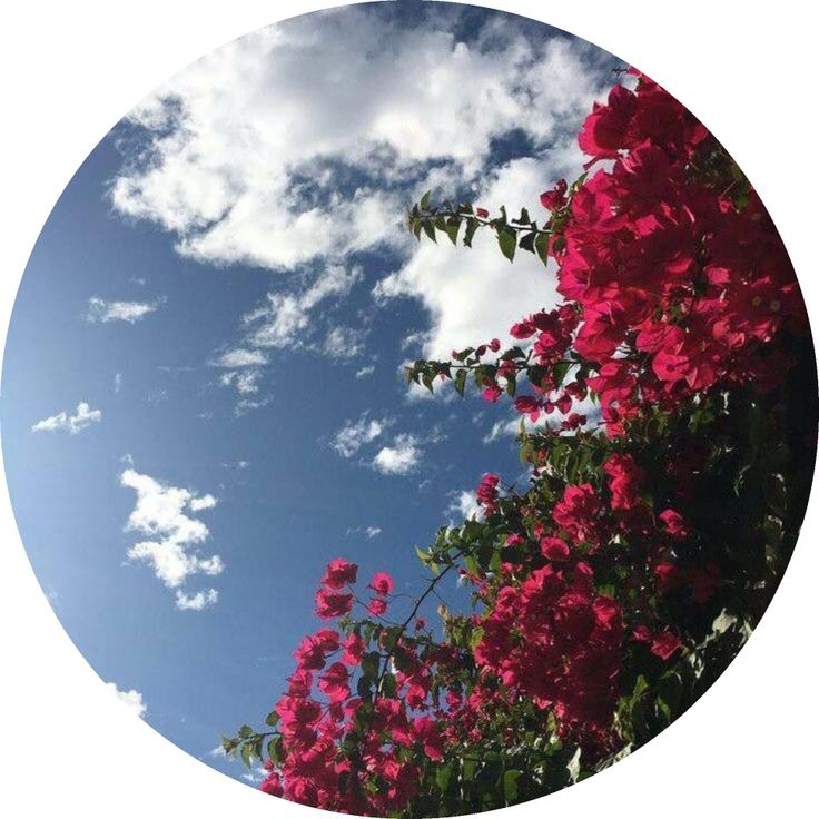 some pink flowers and clouds in the sky