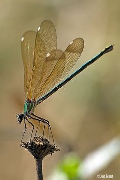 a blue dragonfly sitting on top of a plant with it's wings open