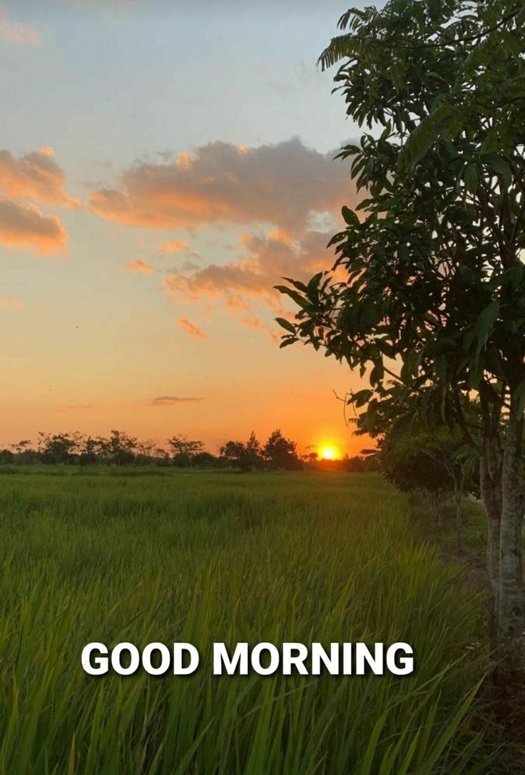 the sun is setting over a field with tall grass and trees in front of it