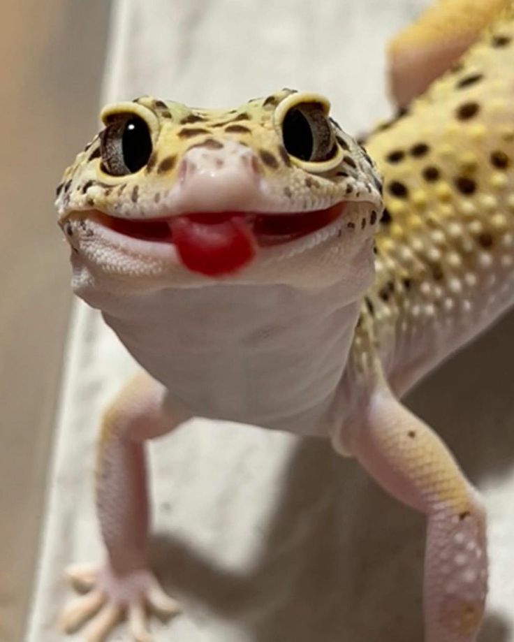 an image of a gecko with tongue out