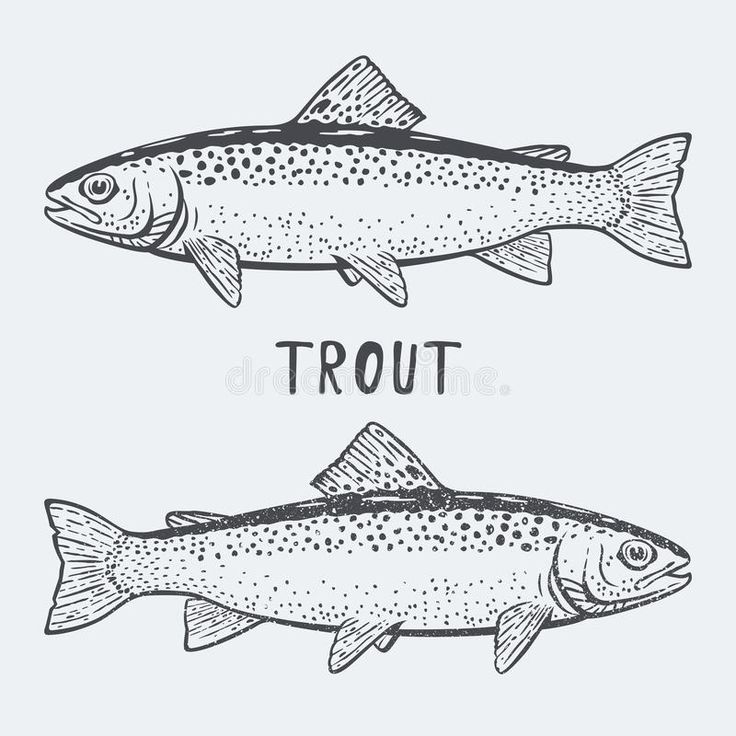 two fish drawn in black and white with the words trout on it's side