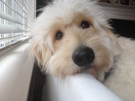 a dog is looking out the window with his head resting on top of a curtain