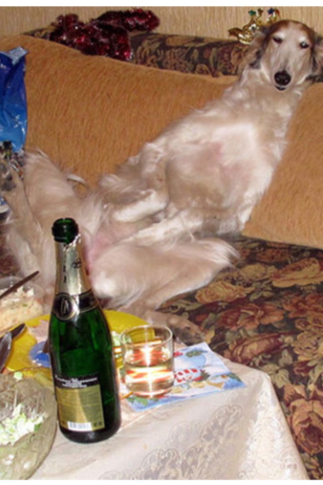 a white dog sitting on top of a couch next to a table filled with food and drinks