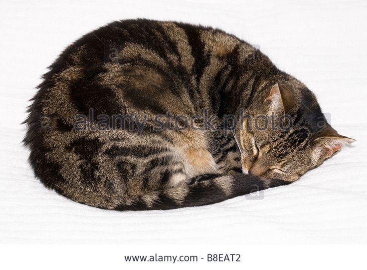 a tabby cat curled up and sleeping in the snow on a white blanket - stock photo