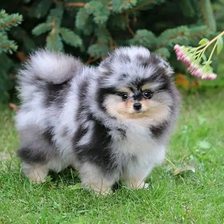 a small gray and white dog standing in the grass