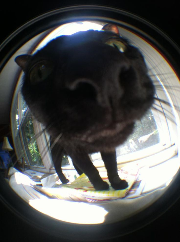 a black cat is looking at the camera through a circular lens that says, i giggle every time i see this photo of my kitty