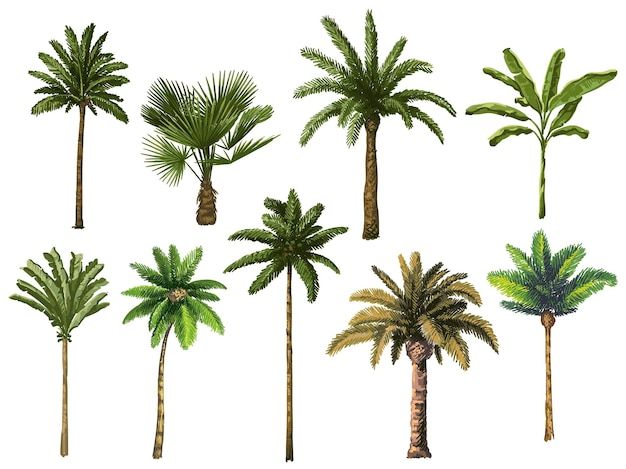 different types of palm trees on a white background