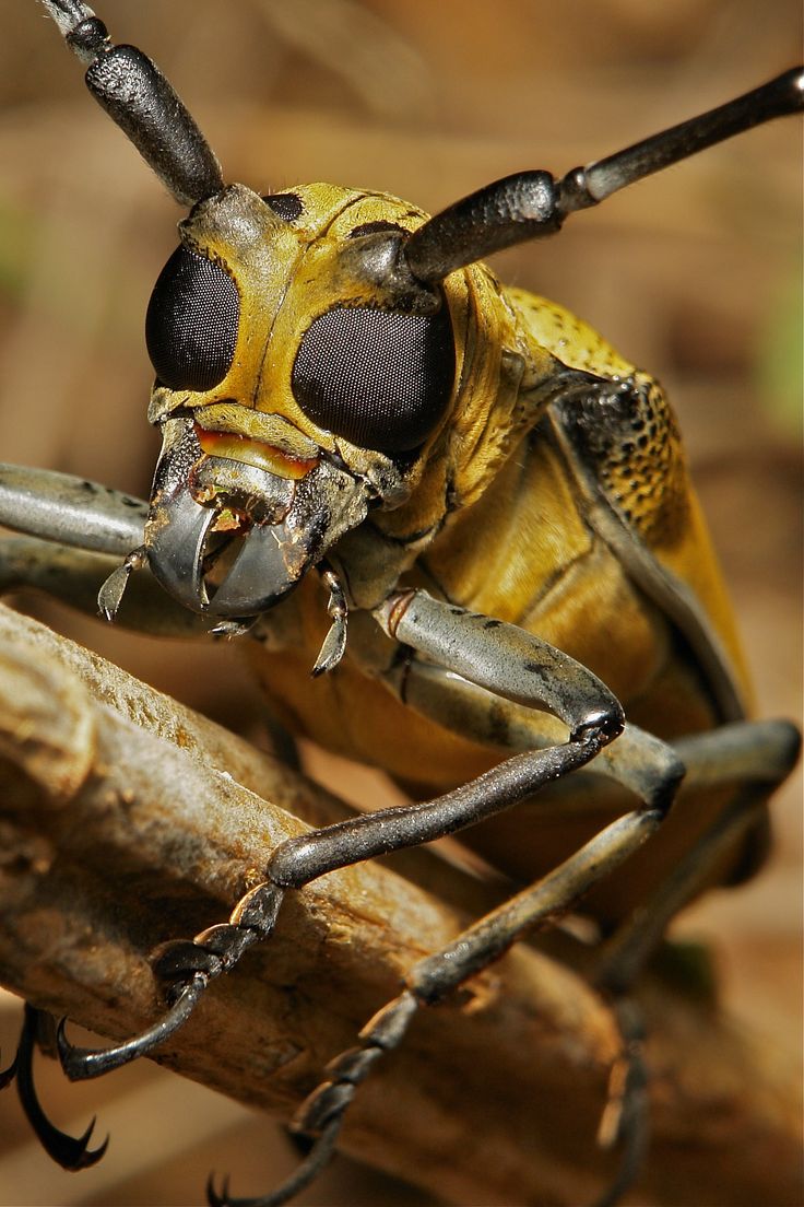 a close up of a bug on a branch