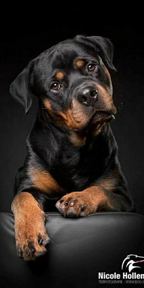 a black and brown dog laying on top of a chair with its paw resting on the seat