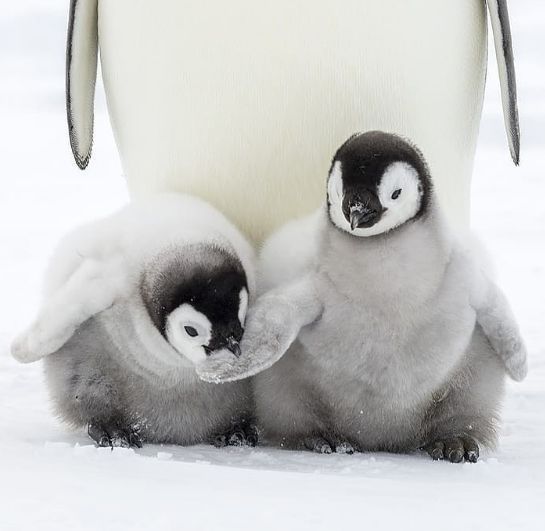 two baby penguins are standing next to an adult penguin