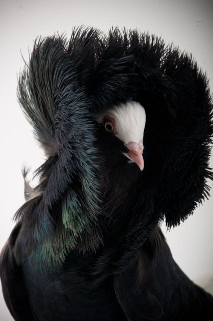 an image of a black bird with feathers on it's head and the caption says save