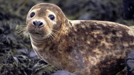 a close up of a seal on the rocks