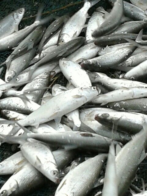 a bunch of fish that are laying on the ground