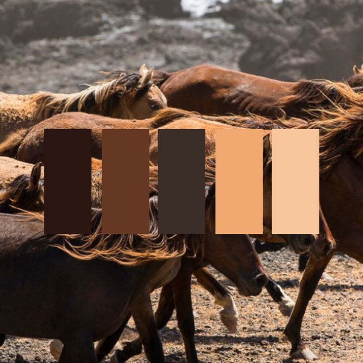 the horses are running together on the dirt field with color swatches in front of them