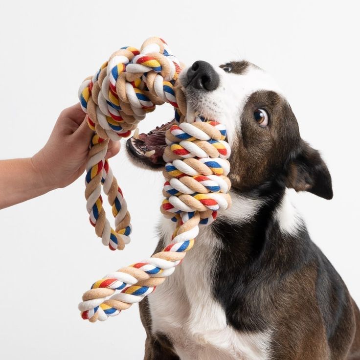 a brown and white dog holding a rope in it's mouth