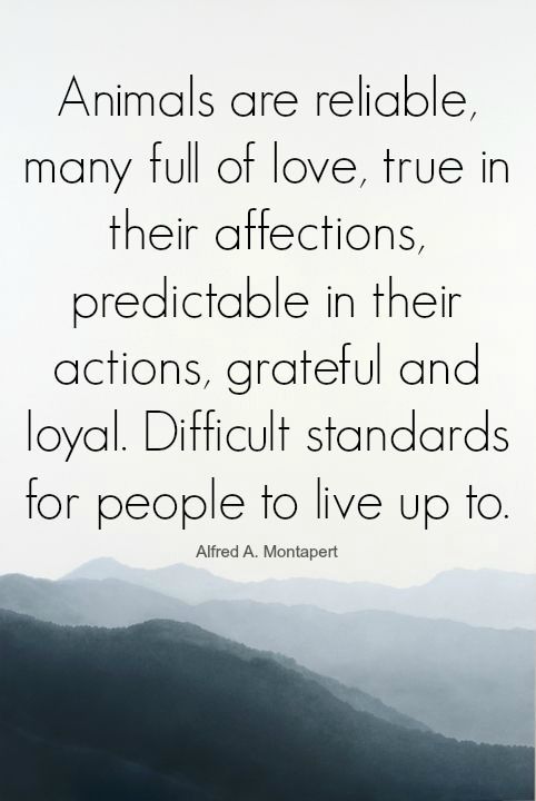 an image with the quote animals are reliable, many full of love true in their affections, predistable in their actions, grateful and loyal difficult standards for people to live up to