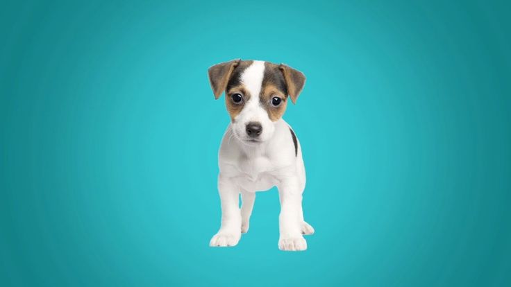 a small brown and white dog standing on top of a blue background in front of the camera