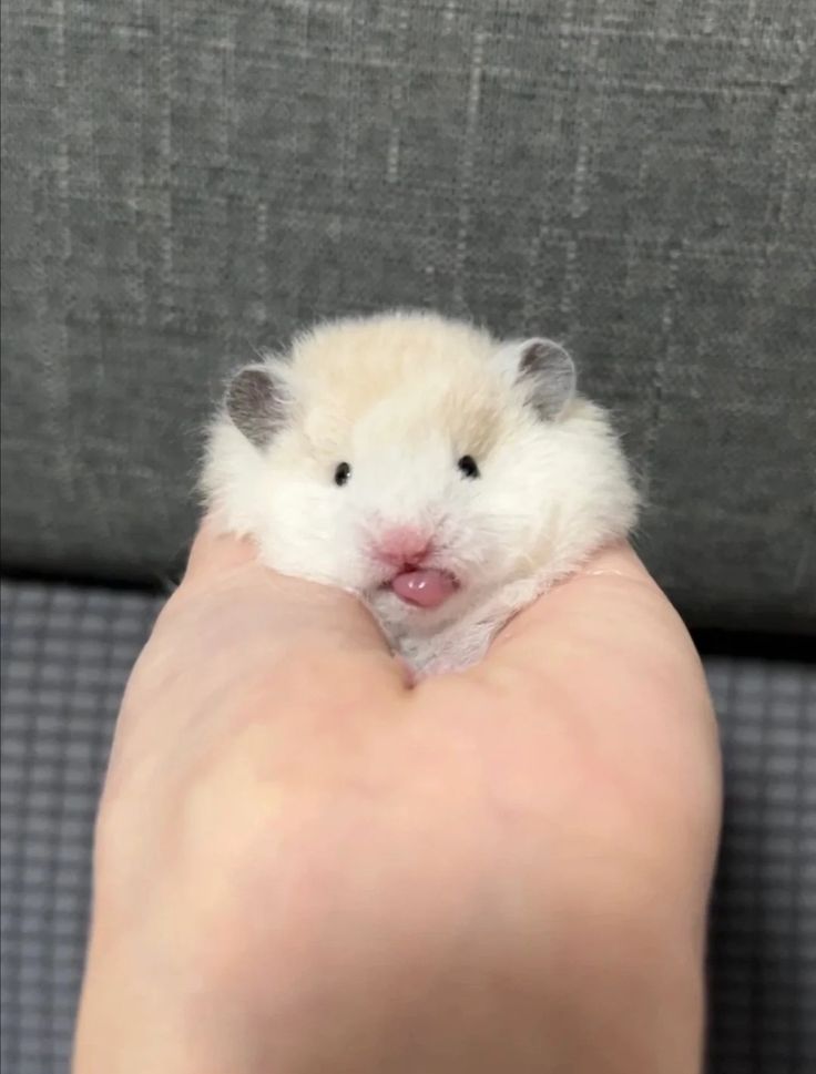 a small hamster sitting on top of someone's hand in front of a couch