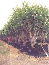 there are many potted trees in the yard and one person is standing next to them