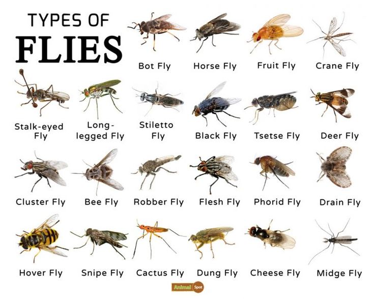 different types of flies are shown in this image, with the names and description below