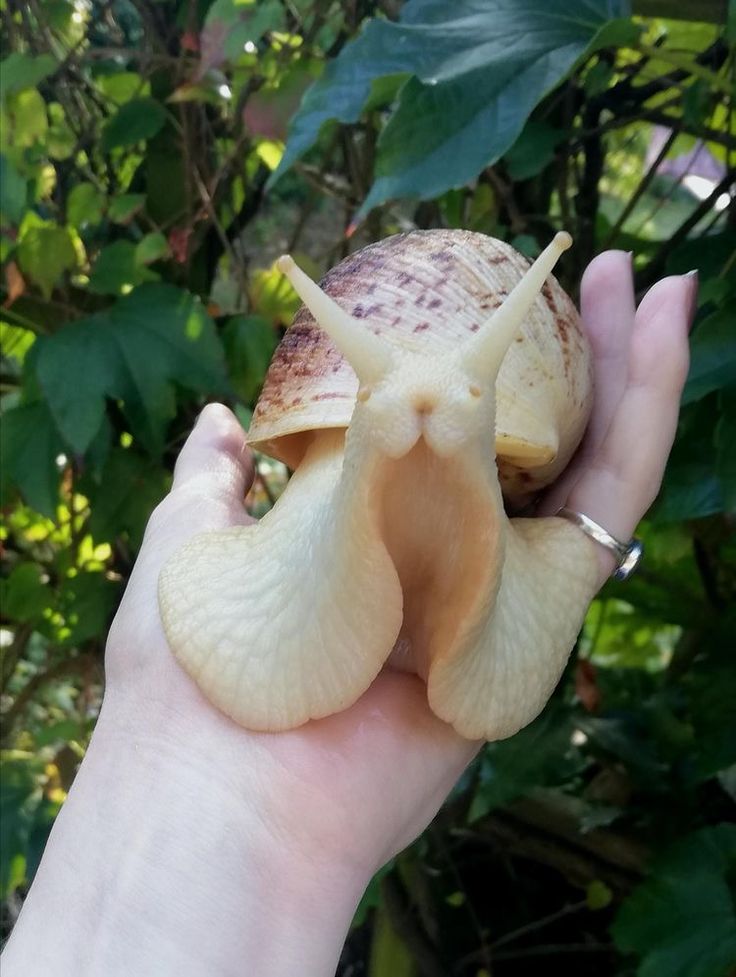 a person holding a snail in their hand