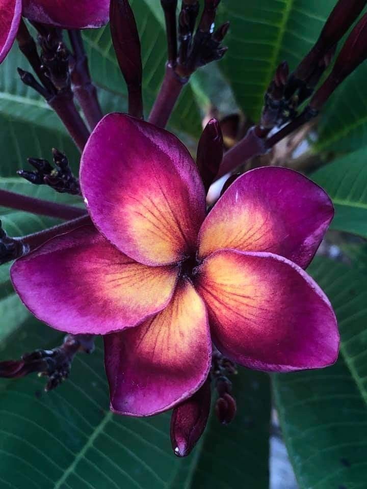 a purple flower with green leaves in the background