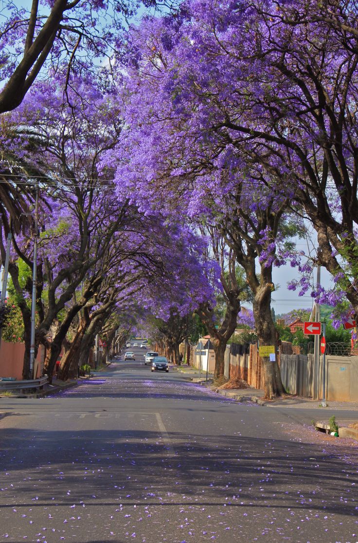 the street is lined with trees and purple flowers