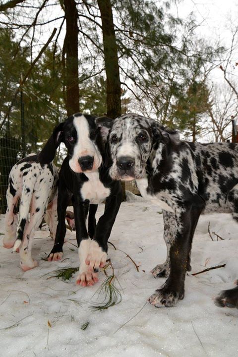 two black and white dogs standing in the snow next to each other with their paws up