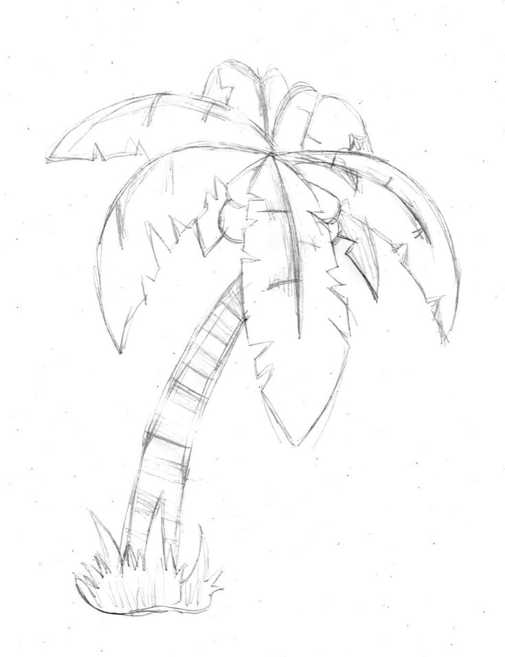 a pencil drawing of a palm tree