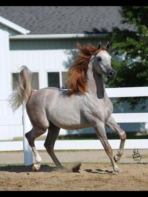 a white horse with red hair running in the dirt