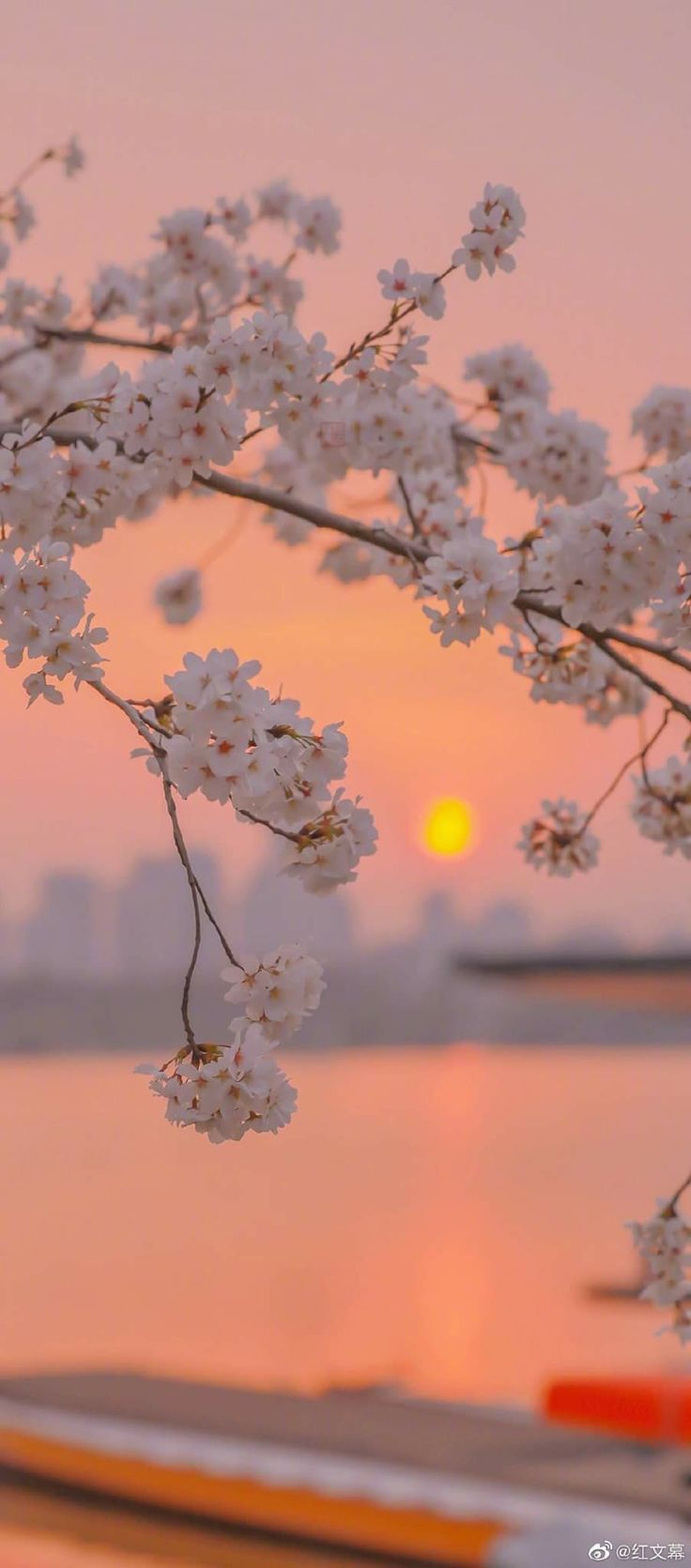 the sun is setting behind some white flowers on a tree branch near water with boats in the background