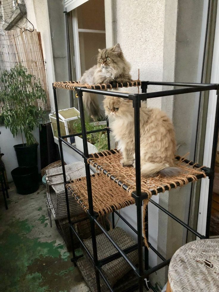 two cats sitting on top of a metal shelf in front of a window next to a potted plant