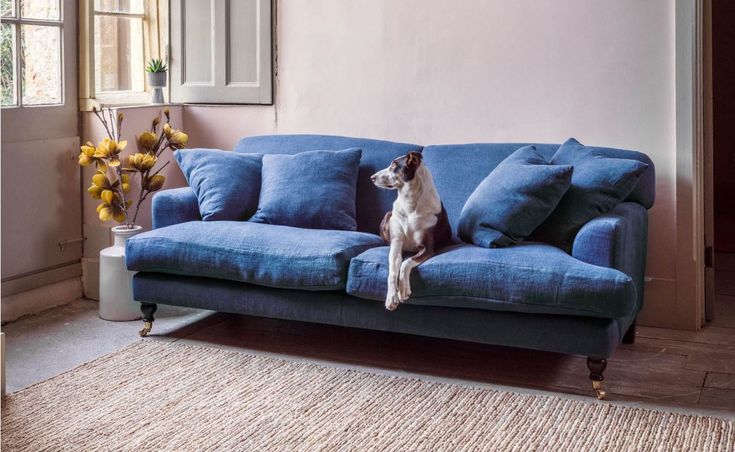 a dog sitting on top of a blue couch