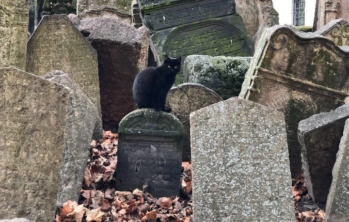 a black cat sitting on top of a headstone surrounded by tombstones and leaves