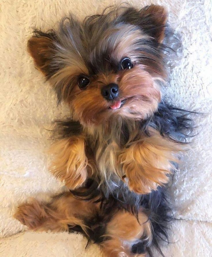 a small dog sitting on top of a white blanket