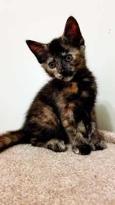 a small kitten sitting on top of a carpeted floor next to a white wall