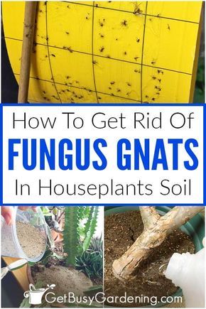 Kill Gnats In House, Plant Gnats, Rv Plants, Apartment Jungle, Getting Rid Of Nats, Gnats In House Plants, Plants 101, How To Get Rid Of Gnats, Fungus Gnats