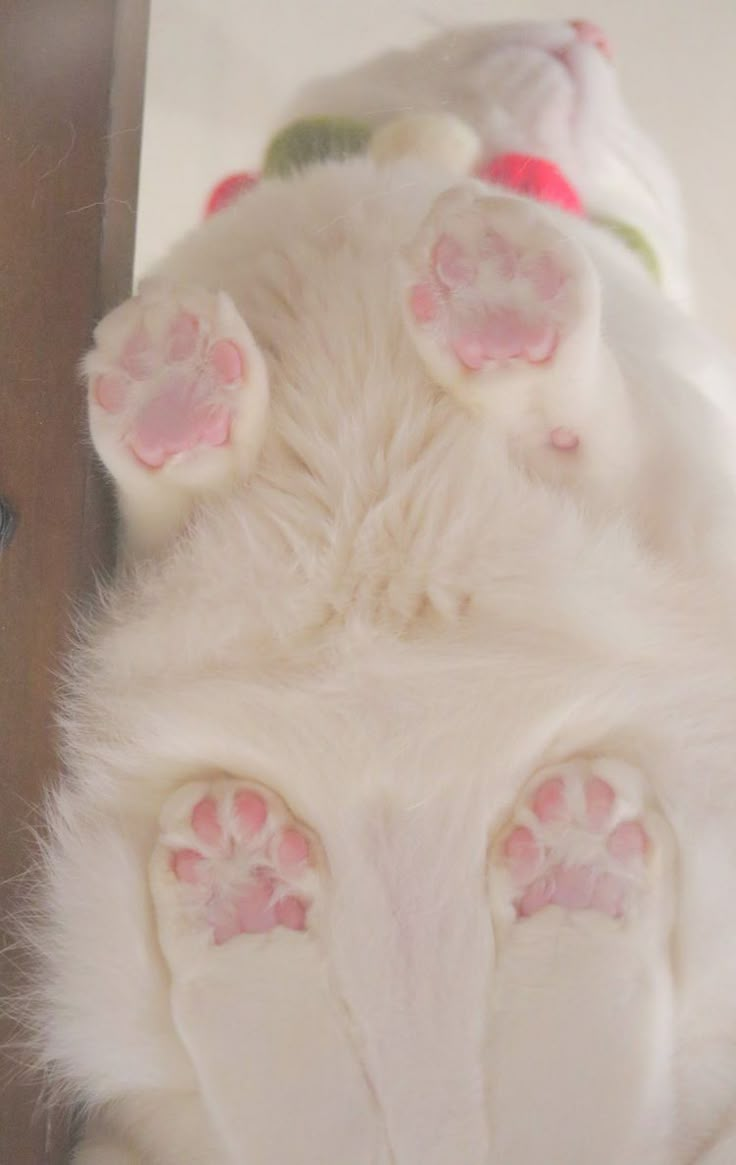 a white cat with pink paws laying on its back