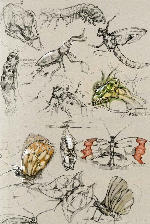 several different types of bugs and moths