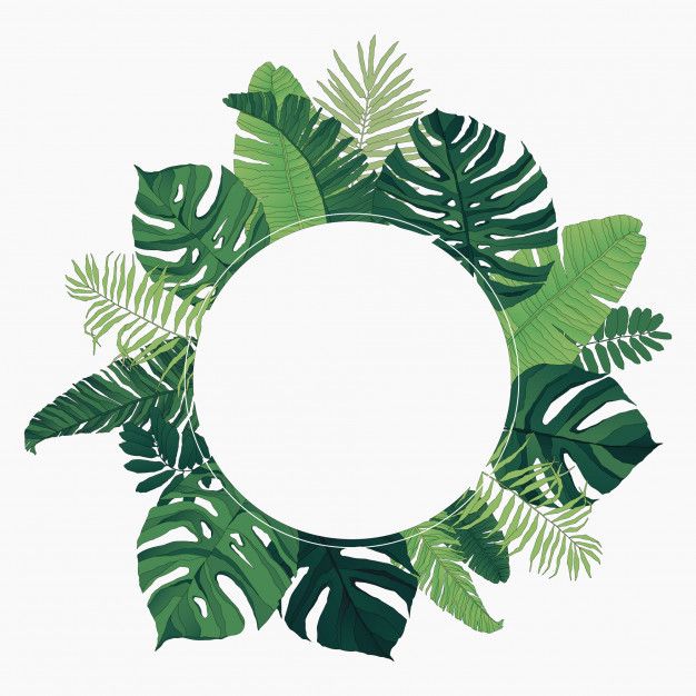 green tropical leaves arranged in a circle on a white background with space for your text