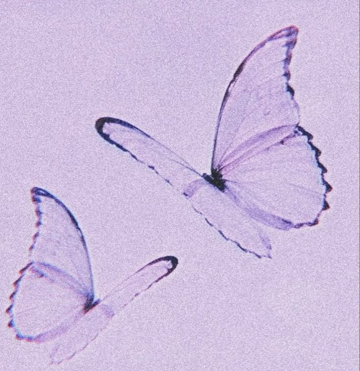 two white butterflies flying in the sky